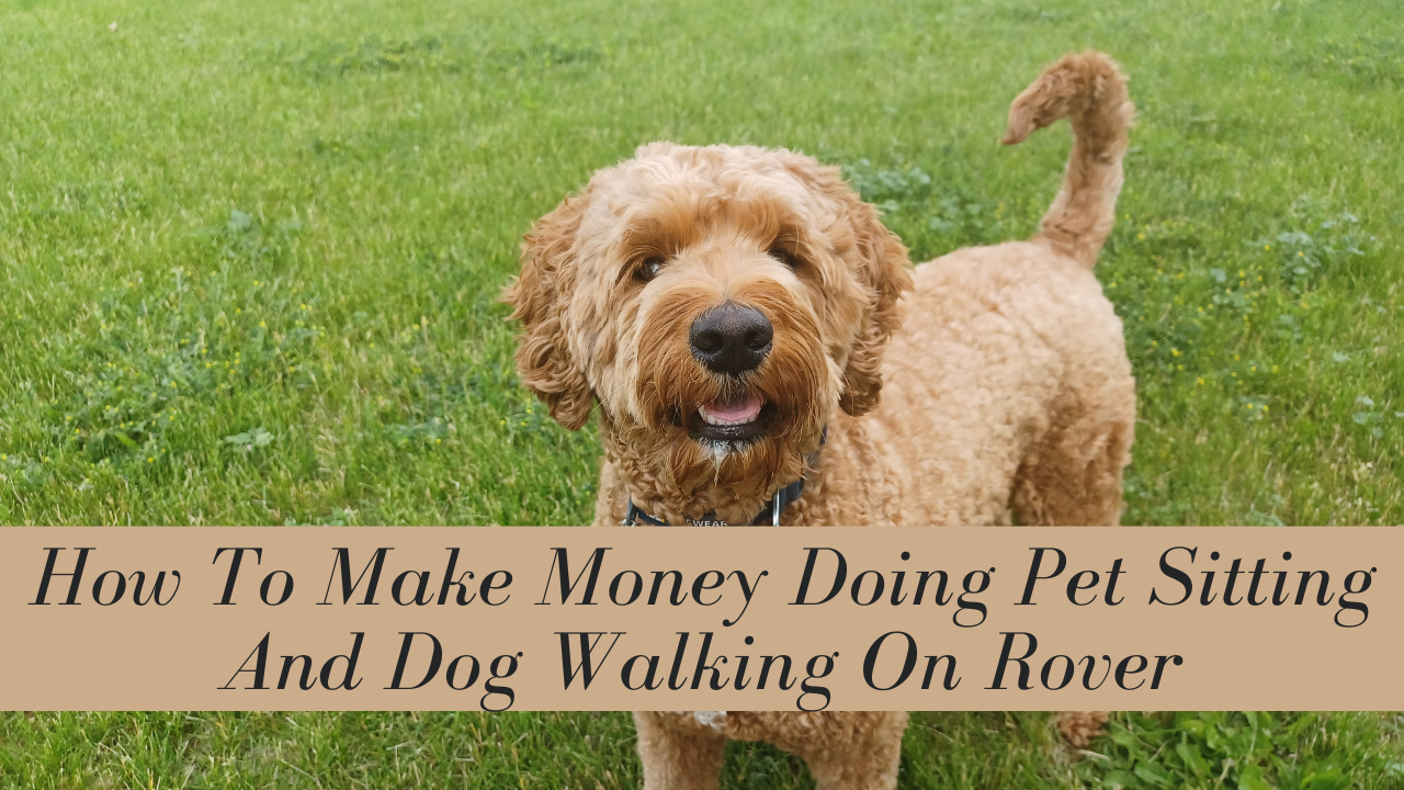 How To Make Money Doing Pet Sitting And Dog Walking On Rover